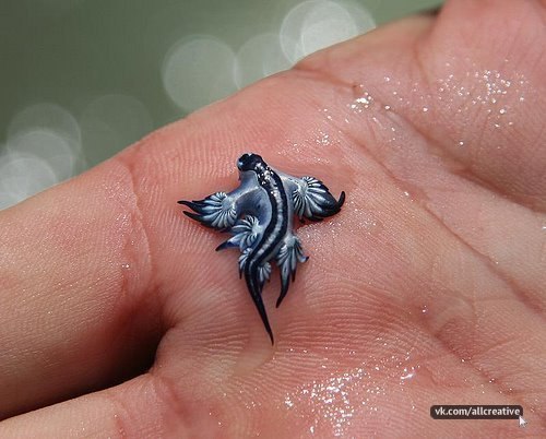 Голубой дракон — моллюск, живущий на дне морском.