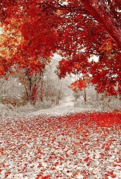 Зима и листопад встретились в один день! Осень в штате Минесота.