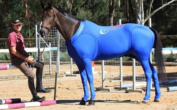 Спорткостюм для лошади.