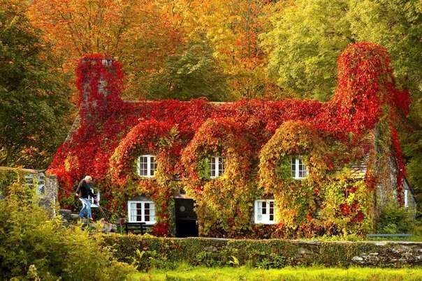 Дом, заросший плющем, осенью.