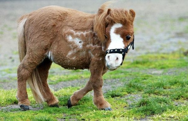 Самая маленькая лошадь Австралии!