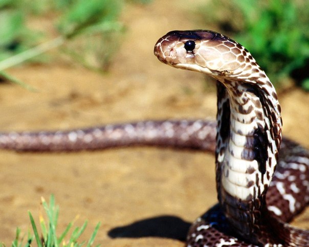 Женщина – вылитая египетская кобра, такая же красивая и смертельно опасная.