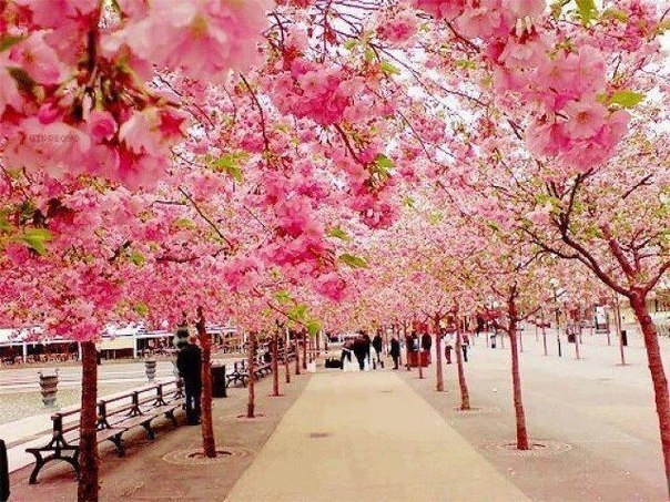 Цветущая сакура. Япония