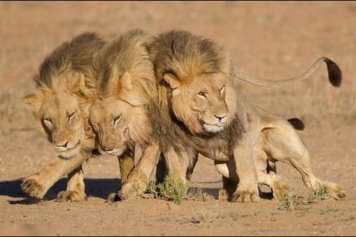 Три льва вышли из бара :))