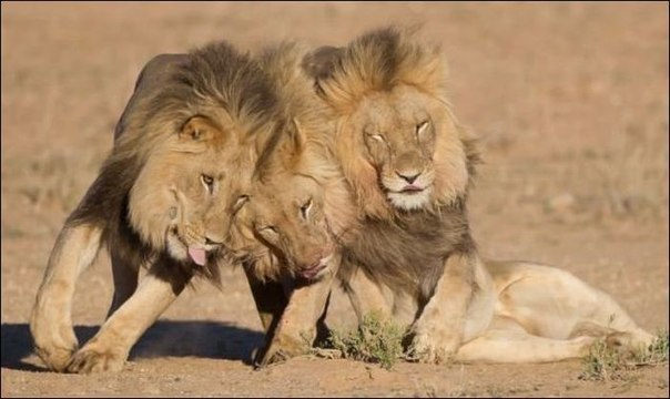 Три льва вышли из бара :))