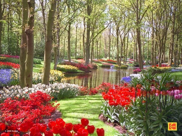 Сад Кейкенхоф, Нидерланды.