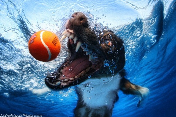 Хищные подводные собаки