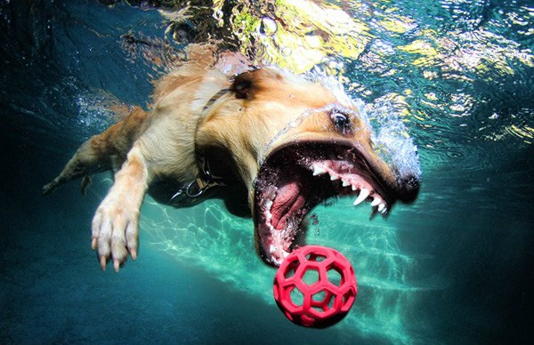 Хищные подводные собаки