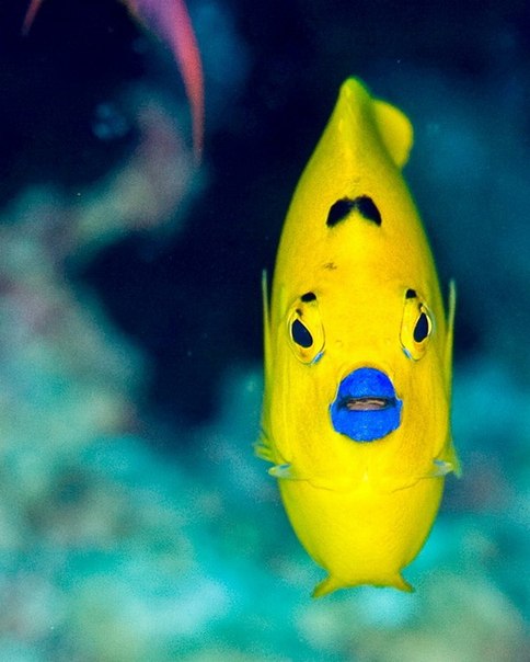 Подводный мир… Фотограф Bill Van Antwerp