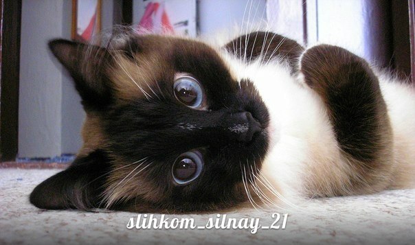 Милая котейка :)